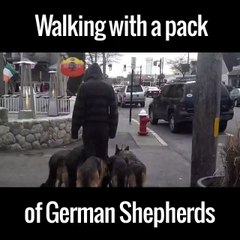 Walking with a pack of German Shepherds Check out the obedience
