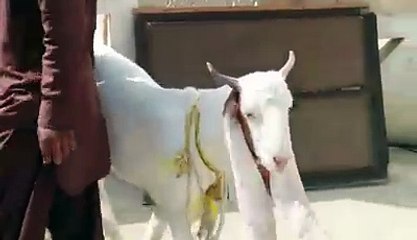 bakra for sale home delivery free