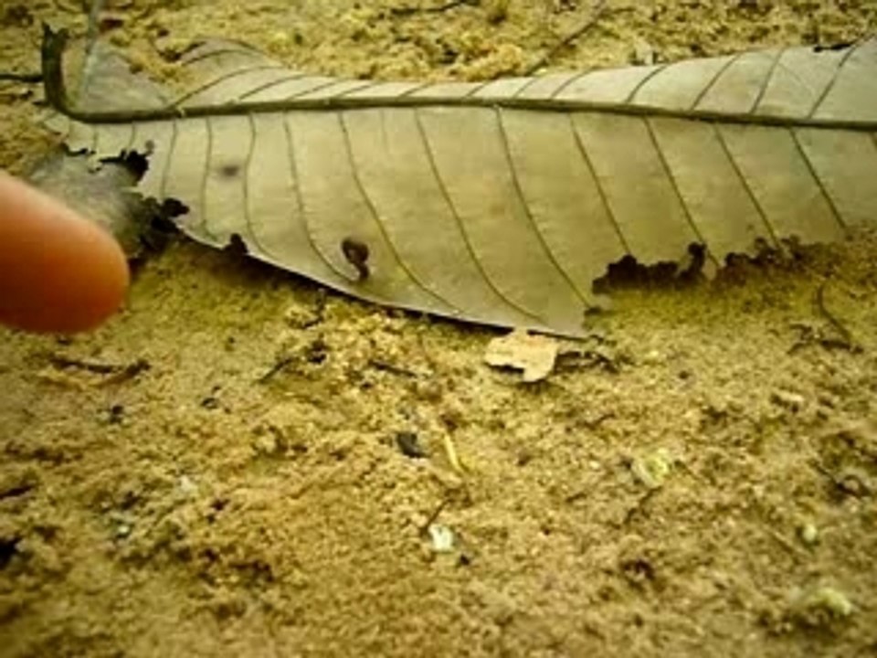 Malaisie Sangsue sur ma main