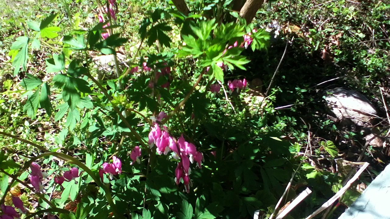 Z57 presents Pink Flowers