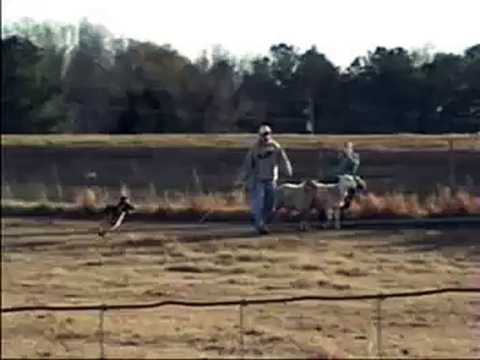 German Shepherd Sheep Herding  HT