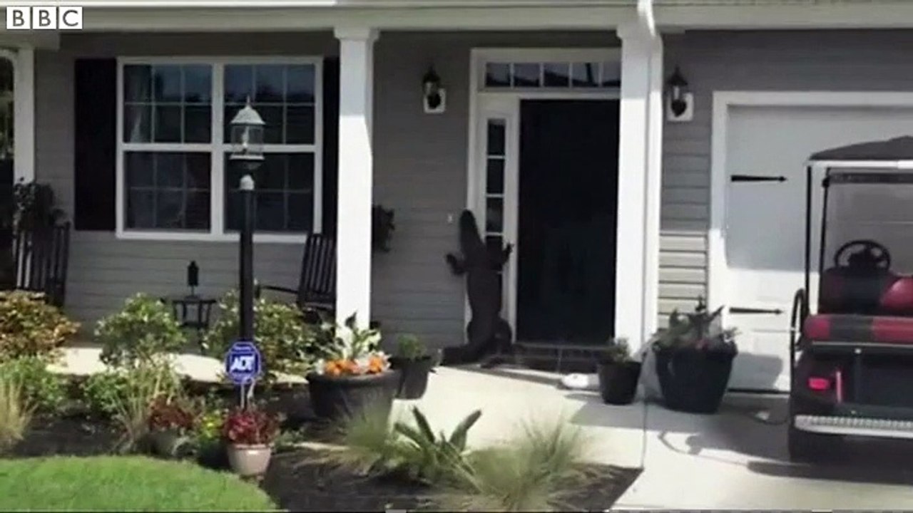 Alligator filmed making house call in South Carolina