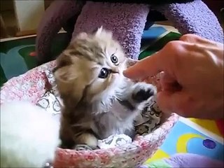 Sweetheart kittie giving five - want to have one at home!