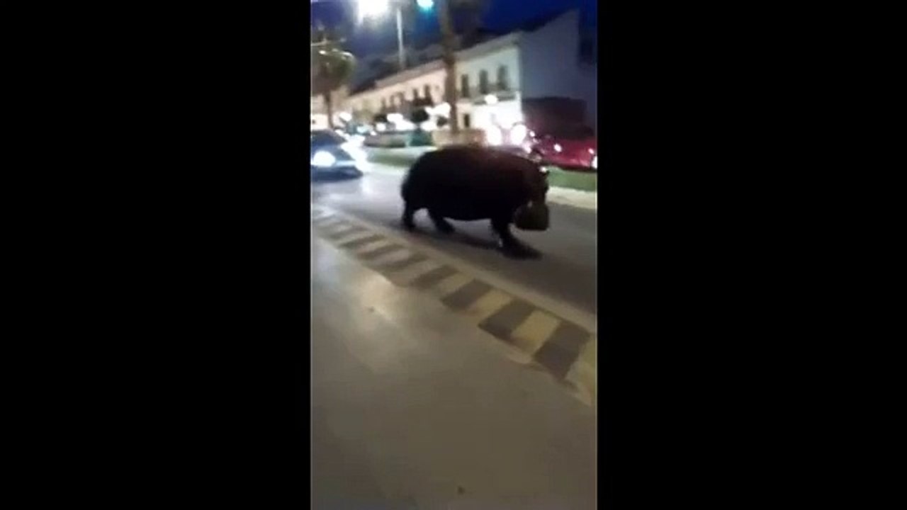 RAW Escaped circus Hippo makes a desperate bid for freedom, runs loose on the road in Spain