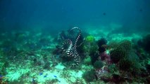 Rare Video Of Sea Snakes Dance
