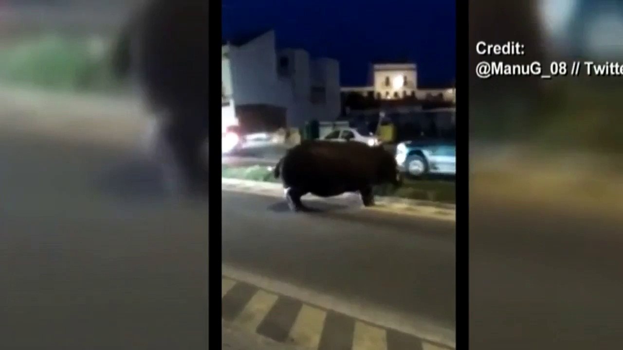 A hippo escaped from a circus in southwestern Spain and decided to take to the streets