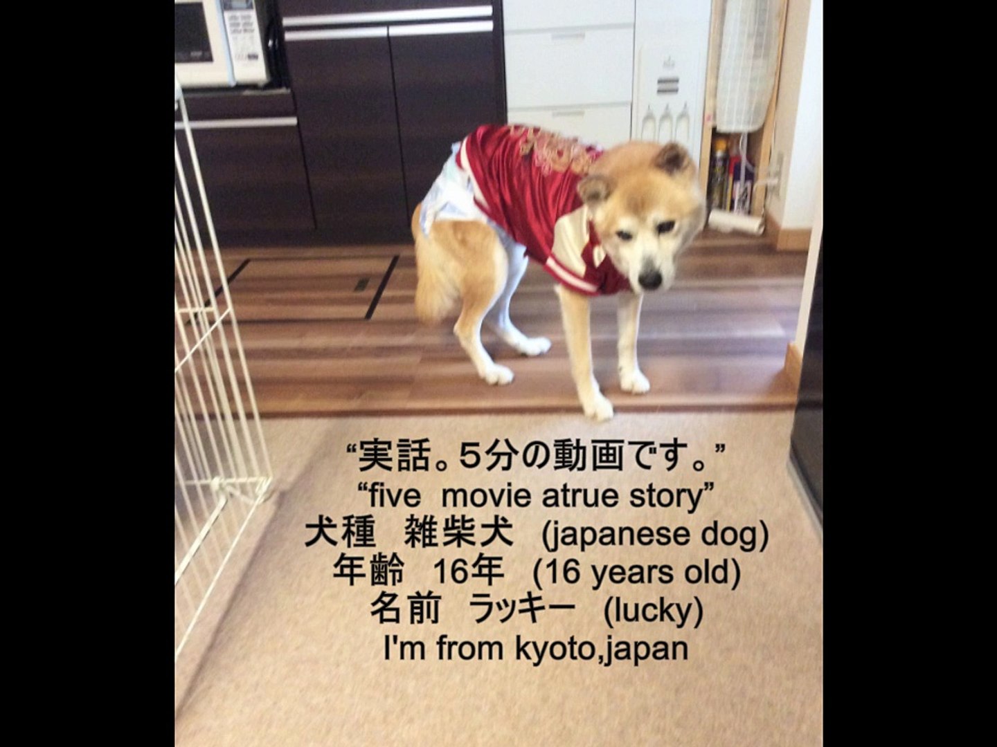 老犬にオリジナル首輪を付けてみた…