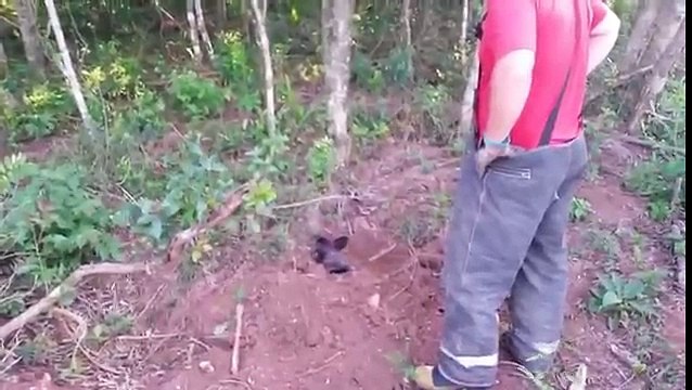 BRASILE: CANE SEPOLTO VIVO,SI SALVA GRAZIE ALL’ INTERVENTO DEI POMPIERI (VIDEO)