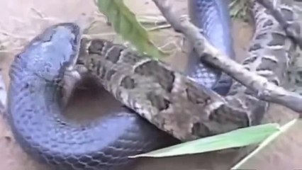 big Python kills Cobra after eats