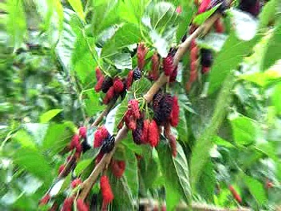 Saklı Cennet Takoran'ın Meşhur Organik Kara Dut'u