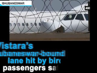Vistara s Bhubaneswar-bound plane hit by bird, passengers safe