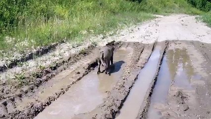 Una Donna Porta Il Labrador A Fare Una Passeggiata: Ecco Perché Se Ne Pente ALL'ISTANTE