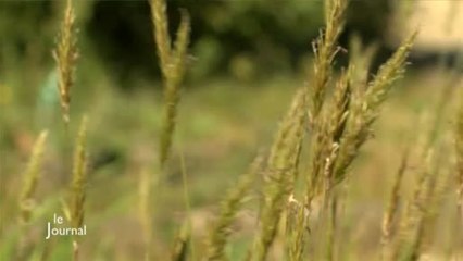 Allergie : Les pollens surveillés de près (Nantes)