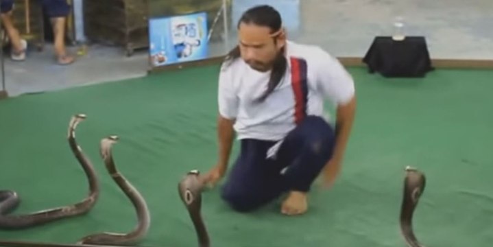 Incredibile domatore di cobra reale - Amazing tamer of cobras real