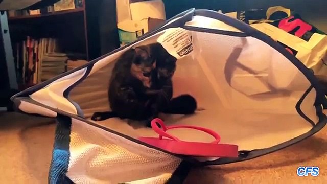 Gatti E Infradito: Guardate Questo Video... Vi Farà Piegare Dalle Risate!