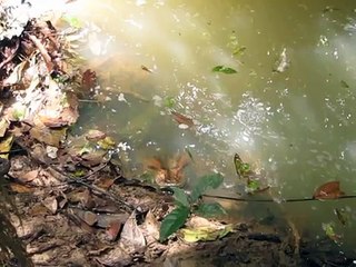 Guy pokes anaconda with stick