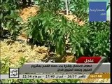 عمرو أديب القاهرة اليوم حلقة الخميس 5-5-2016 ( السيسي وحصاد القمح ) الجزء الأول