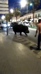 Hipopótamo fue visto por las calles de España
