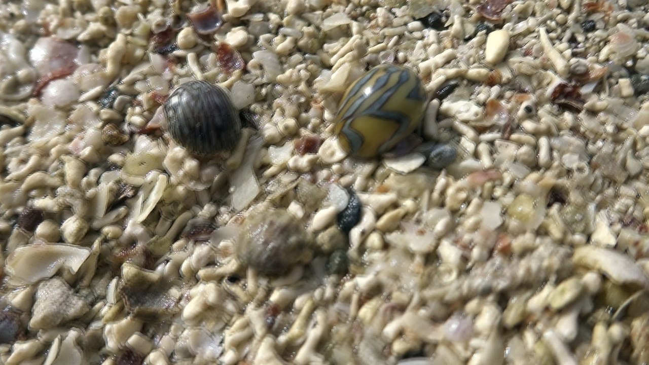 Super cool mini crabs