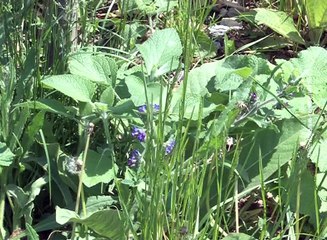 Dan borbe protiv astme, 05. maj 2016. (RTV Bor)