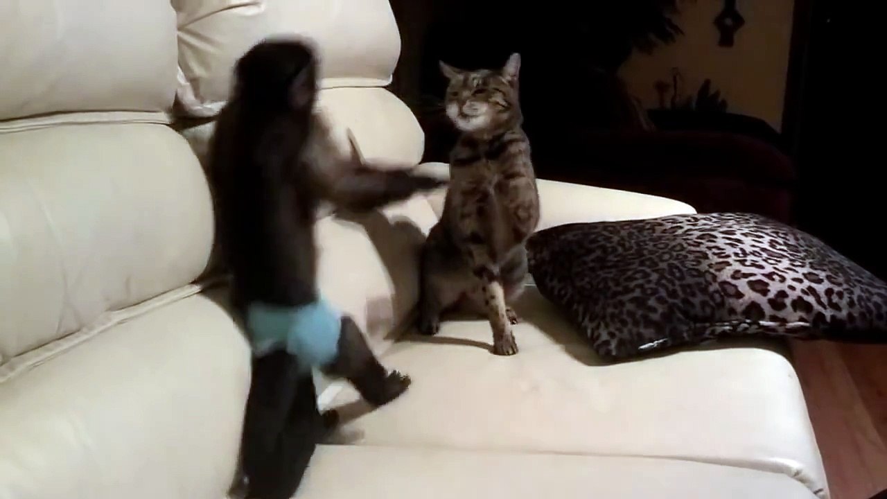 Fight b/w Cat & Monkey 
