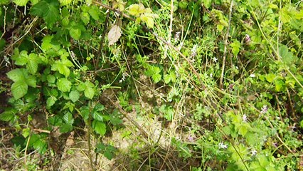 essaim du 05 05 2016