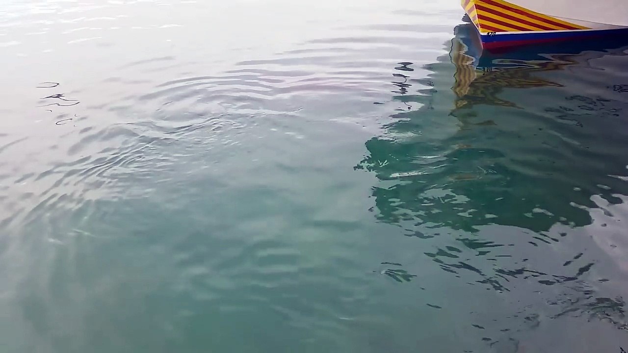 Tuna VS. Seagull
