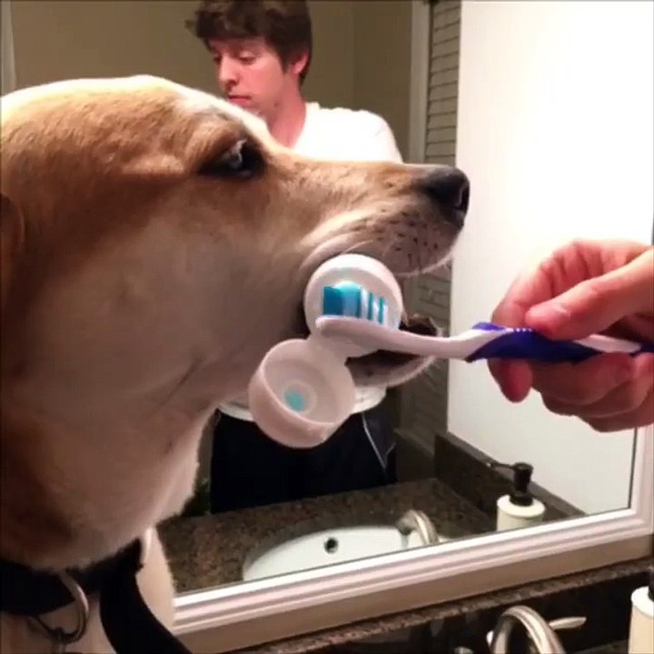 Un chien trees serviable
