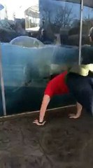 Un ours polaire imite un homme