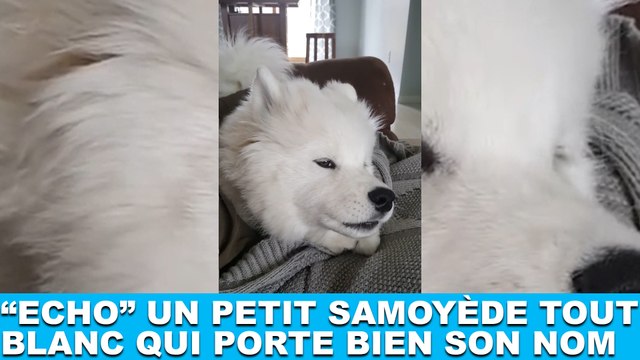 Echo , un petit samoyède tout blanc qui porte bien son nom ! Découvrez-le dans la Minute Chien #210