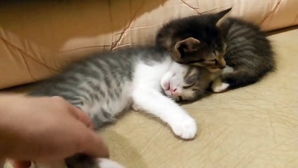 Котенок спит как убитыи