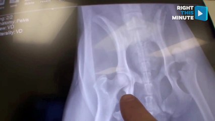 Vet Ranch Saves Dog With Broken Leg From Euthanasia