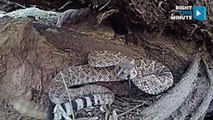 GoPro Catches Rattlesnake Striking in Slow Motion