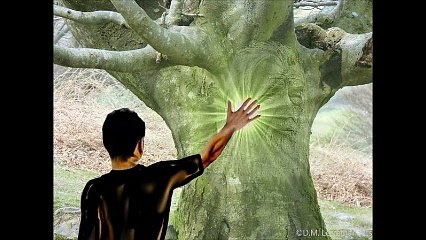 Les Secrets de l’énergie des arbres