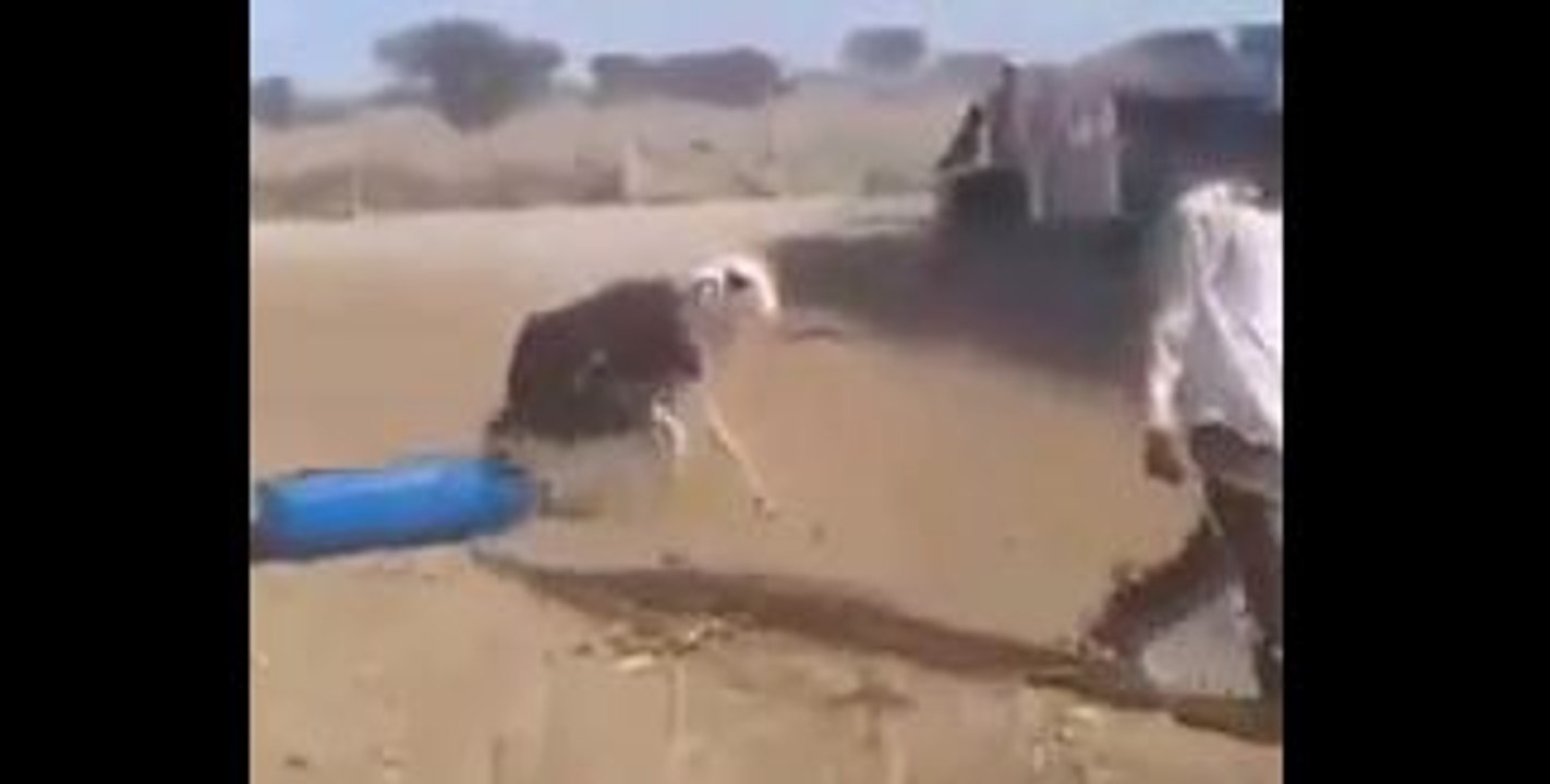 Angry Goat Hit Man-Funny Videos-Whatsapp Videos-Prank Videos-Funny Vines-Viral Video-Funny Fails-Funny Compilations-Just For Laughs