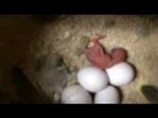 Nuevas crías de periquito