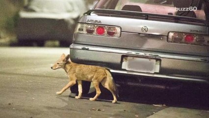 National Park Service Seeks Volunteers to Pick Up Coyote Droppings