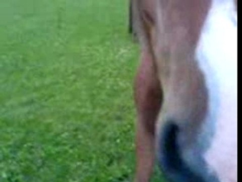 mOn Cheval Au galOp avec SeS pOteS