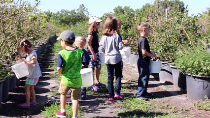 Blueberry Picking at Patty's Patch May 2016_HQ