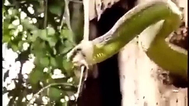 Très mauvaise surprise pour ce pic-vert... Pauvre oiseau!