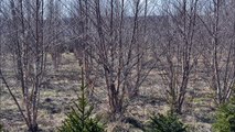 Massive tree sale...   Birch trees sale in Bucks County Pa