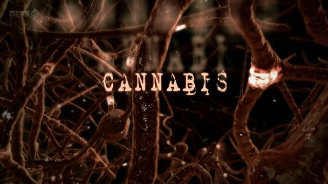 BBC Как действуют Наркотики: Марихуана (Каннабис)