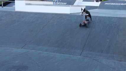 3 chiens skaters au FISE World Montpellier 2016