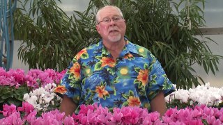 Cyclamen Southern Gardening TV February 27, 2013
