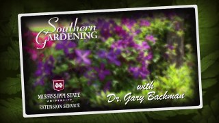 Holiday Rex Begonia, Southern Gardening TV November 28, 2012
