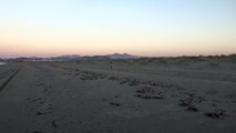 Chili running on beach