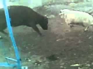 angry Sheep vs Cow