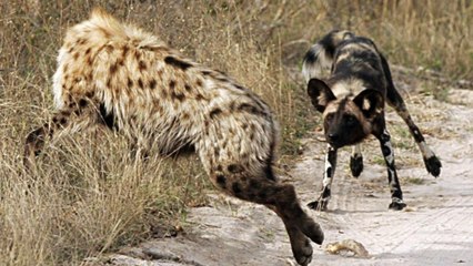 wild Dogs attacks Hyenas