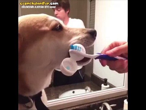 İnsanın En İyi Dostu Olma İşini Biraz Abartmış Köpek