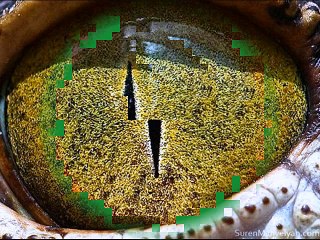 COCODRILO - POEMA DE VERANO BRISAS